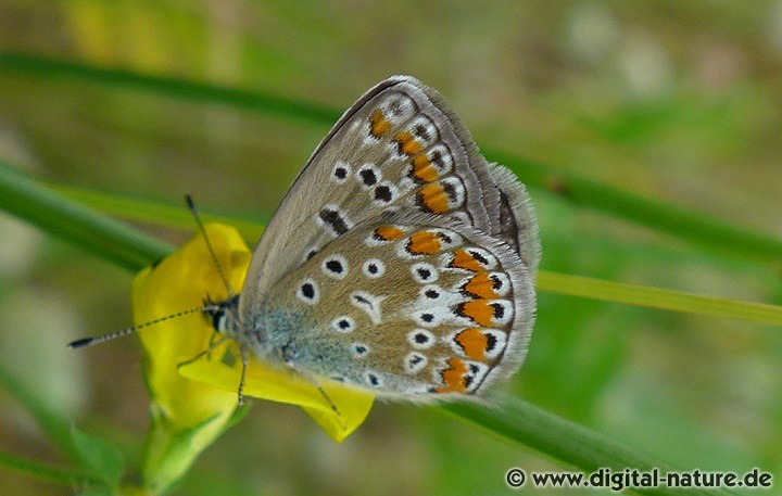 Polyommatus icarus Flügelunterseite