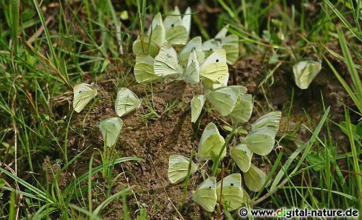 Pieris rapae fliegt von März bis November in verschiedenen Lebensräumen