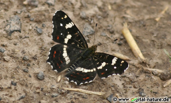 Landkärtchen (Sommerform) im Walterbachtal (Deister)