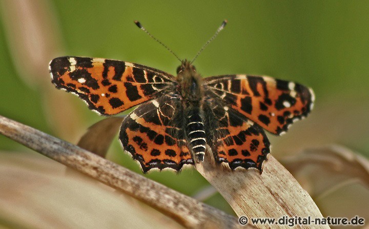 Araschina levana Frühjahrsform: Saisondimorphismus