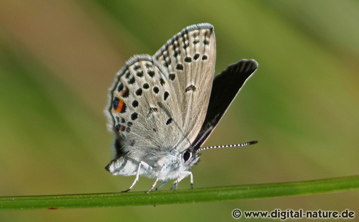 Plebejus optilete Lebensräume