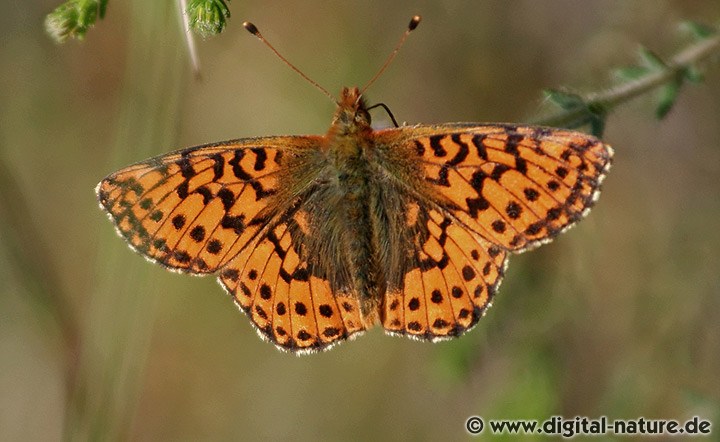 Boloria aquilonaris: Lebensräume und Raupen