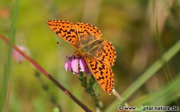 Die Weibchen vom Hochmoor-Perlmutterfalter legen ihre Eier an die Gewöhnliche Moosbeere