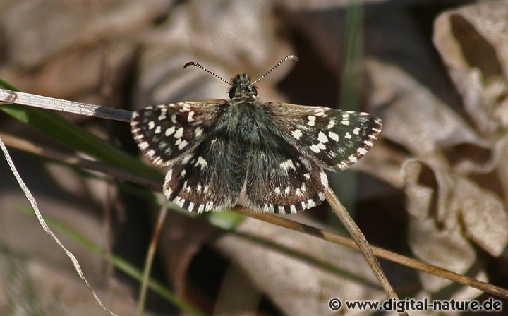 Kleiner Würfeldickkopf Pyrgus malvae