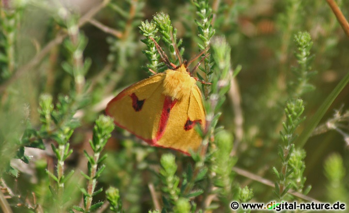 Rotrandbär Männchen