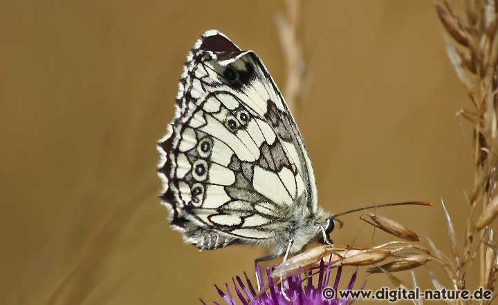 Melanargia galathea Unterarten (Variationen)