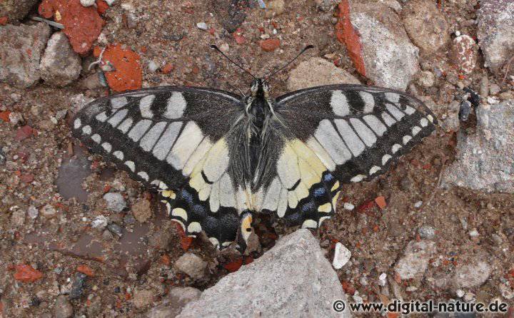 Papilio machaon