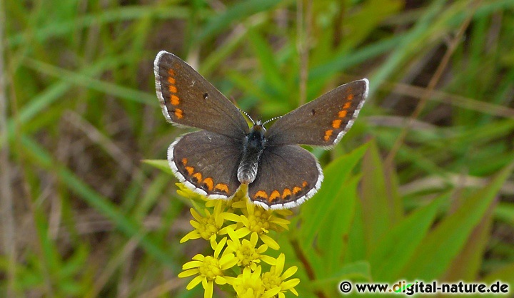 Aricia artaxerxes: Merkmale und Unterscheidung
