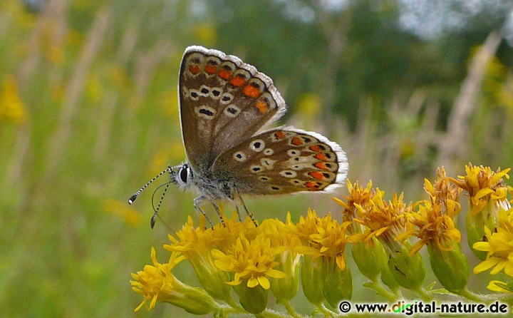Aricia agestis Lebensräume