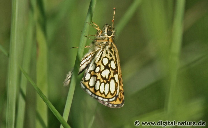 Heteropterus morpheus Lebensräume
