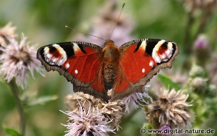 Aglais io: Lebensräume, Generationen und Flugzeit
