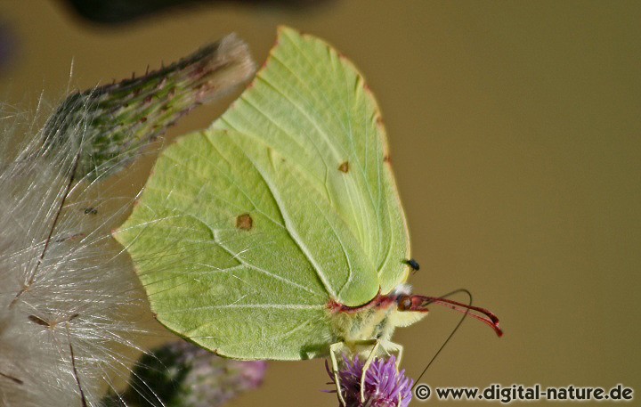 Gonepteryx rhamni Männchen