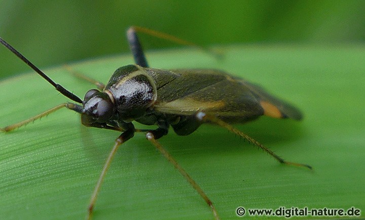 Gelbsaum-Zierwanze Adelphocoris seticornis