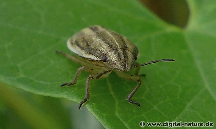 Spitzling oder Getreidewanze (Aelia acuminata)