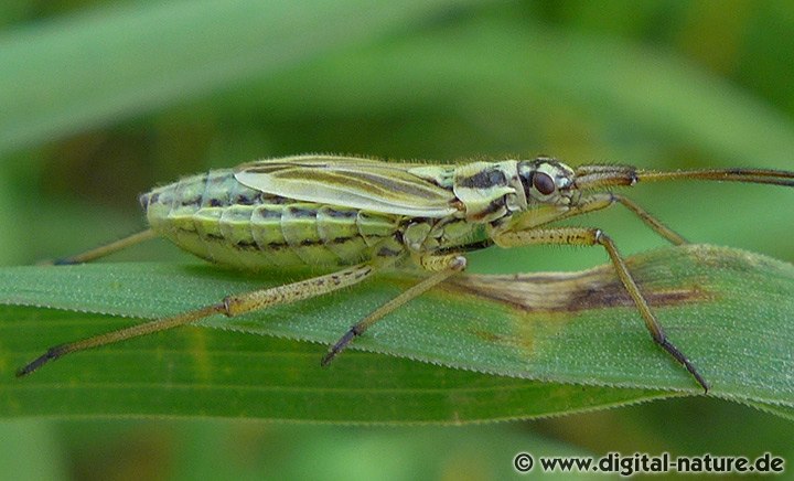 Graswanze Leptopterna dolabrata Weibchen