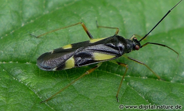 Vierfleck-Eichenwanze Dryophilocoris flavoquadrimaculatus