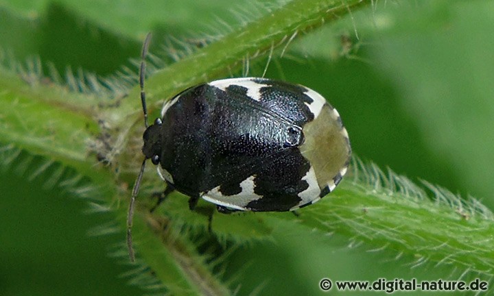 Schwarzweiße Erdwanze Tritomegas bicolor
