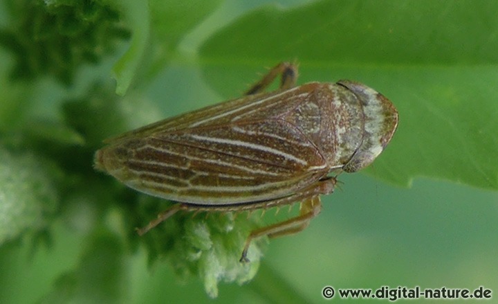 Wiesen-Erdzikade Aphrodes cf. makarovi