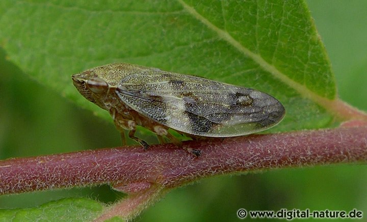 Erlenschaumzikade Lebensräume