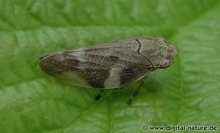 Erlenschaumzikade - Larven und Schaumnester