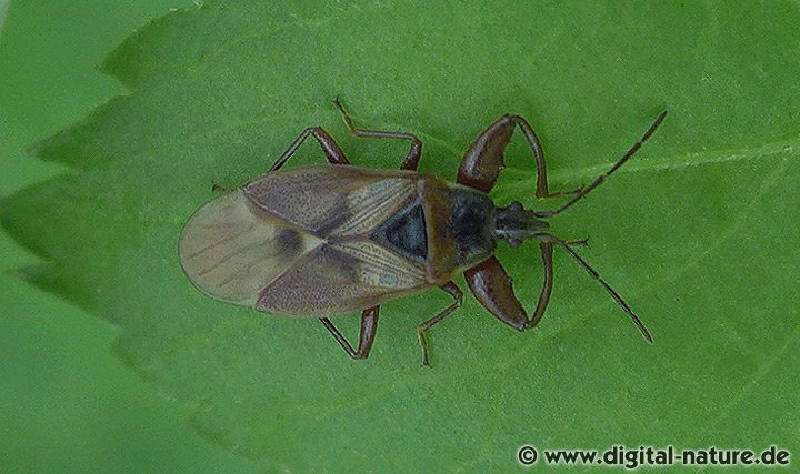 Fichtenzapfenwanze Gastrodes abietum