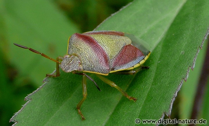 Piezodorus lituratus Herbstform