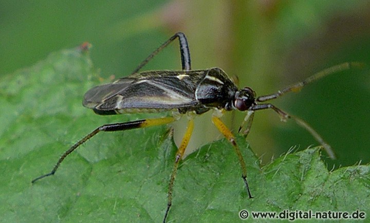 Harpocera thoracica Männchen