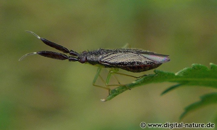Breitfühler-Weichwanze Heterotoma planicornis