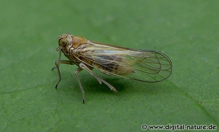 Javesella pellucida Weibchen