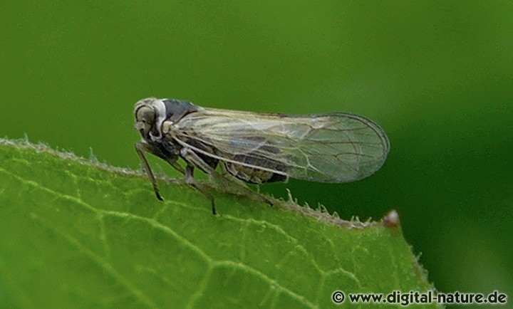 Wiesenspornzikade Männchen Merkmale