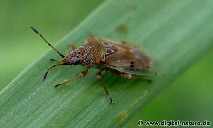Birkenwanze Kleidocerys resedae