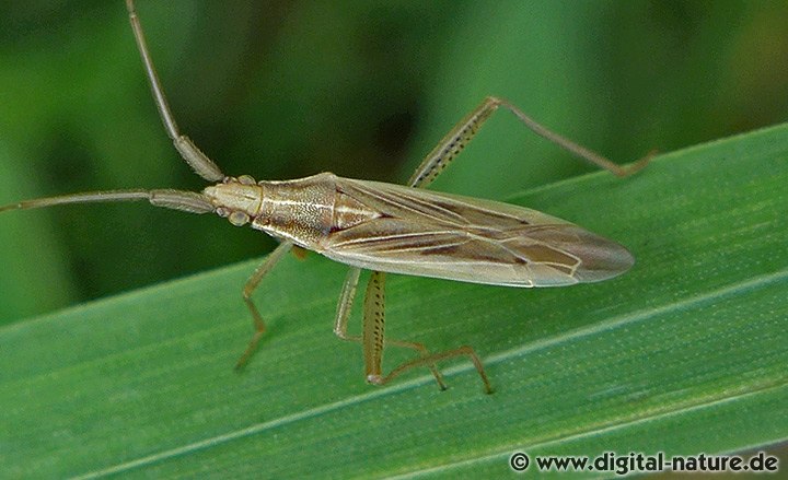 Weichwanze Stenodema laevigata