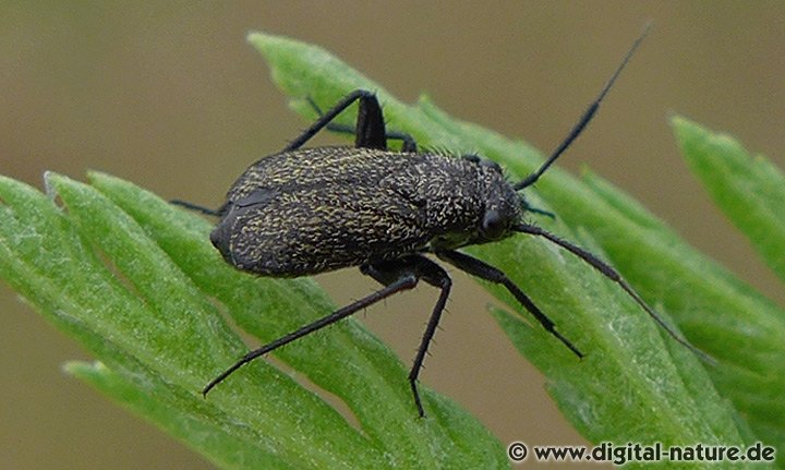 Orthocephalus coriaceus Lebensräume