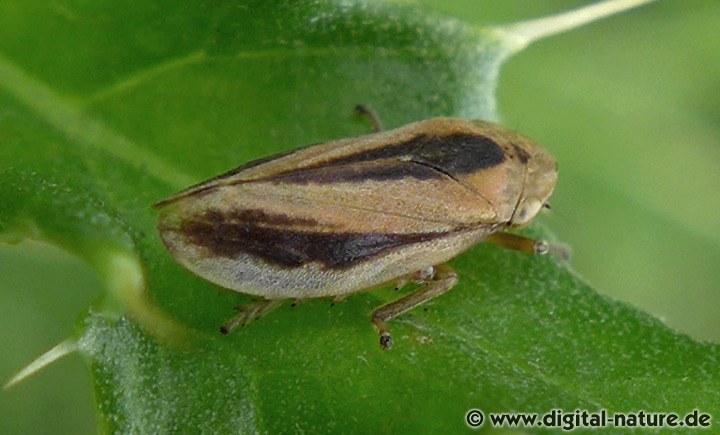 Philaenus spumarius Nahrung und Schaumnester
