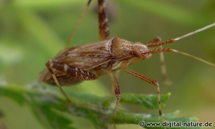 Weichwanze Phytocoris varipes