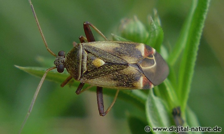 Polymerus microphthalmus oder palustris