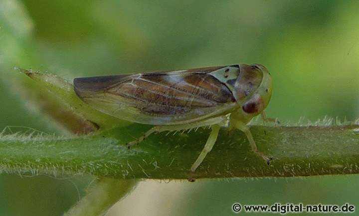 Echte Espenwinkerzikade Populicerus populi