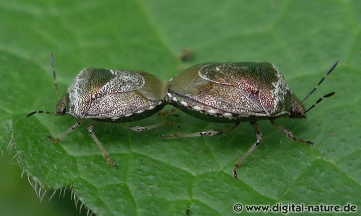 Schillerwanze Eysarcoris venustissimus