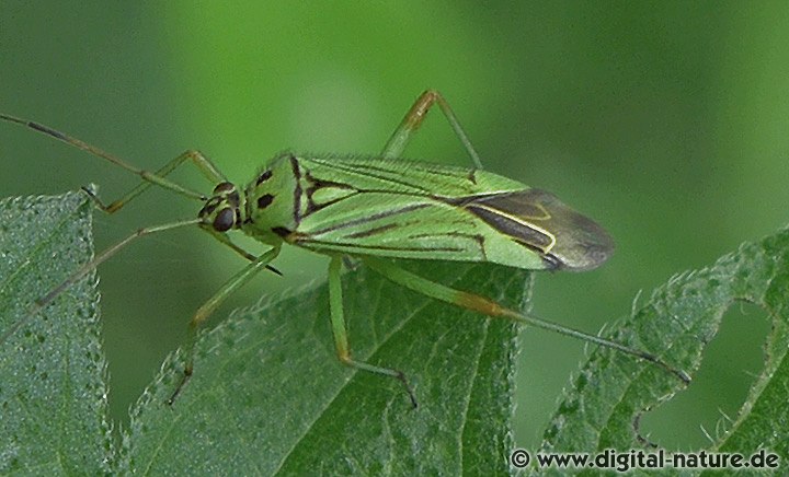 Mermitelocerus schmidtii
