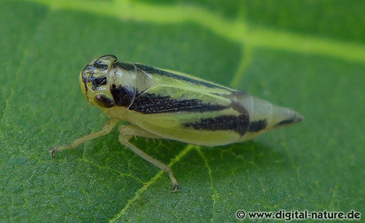Wiesenschmuckzikade Evacanthus interruptus