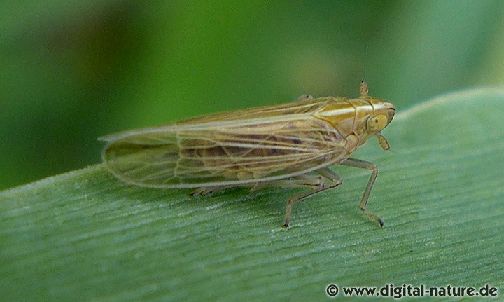 Große Spornzikade Stenocranus major