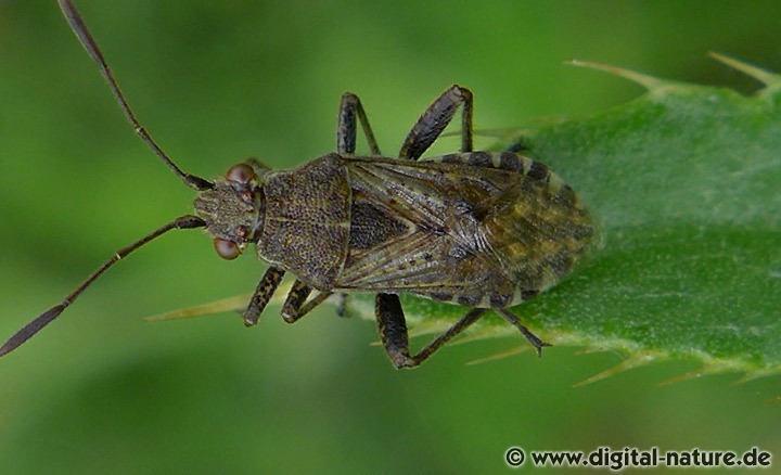 Punktierte Glasflügelwanze Stictopleurus punctatonervosus