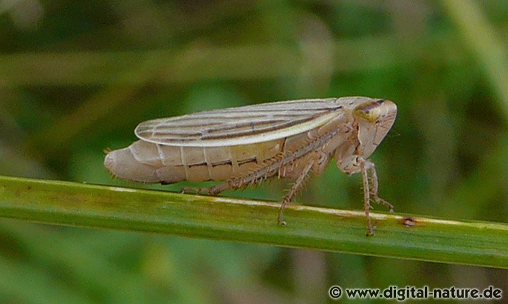 Große Graszirpe Ernährung