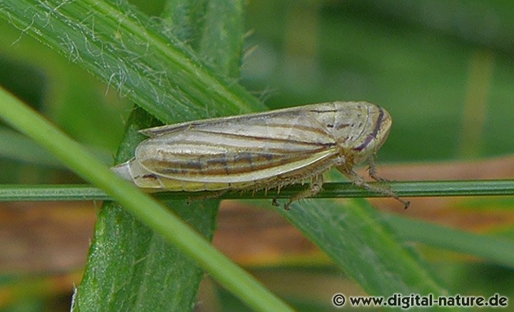 Athysanus argentarius Merkmale