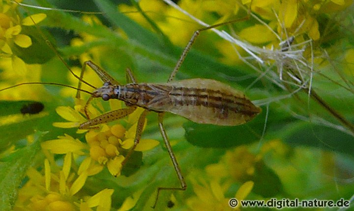 Nabis limbatus Merkmale