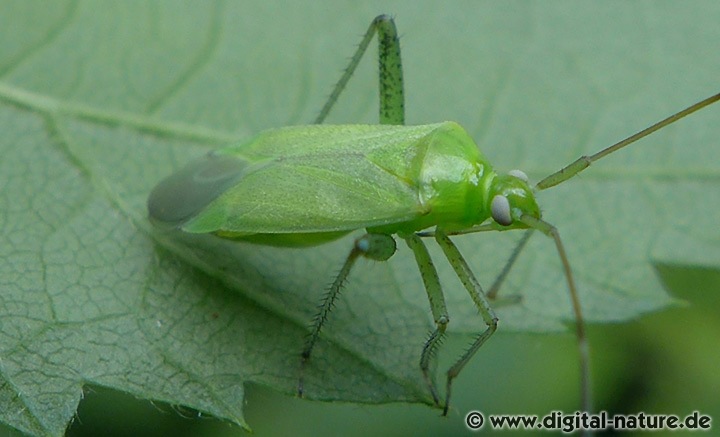 Adelphocoris quadripunctatus Larven Entwicklung