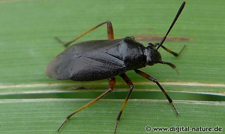 Capsus ater Männchen Merkmale