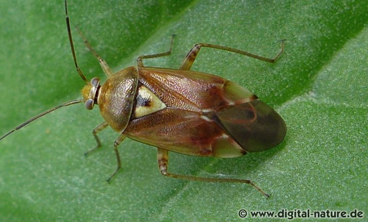 Lygus pratensis