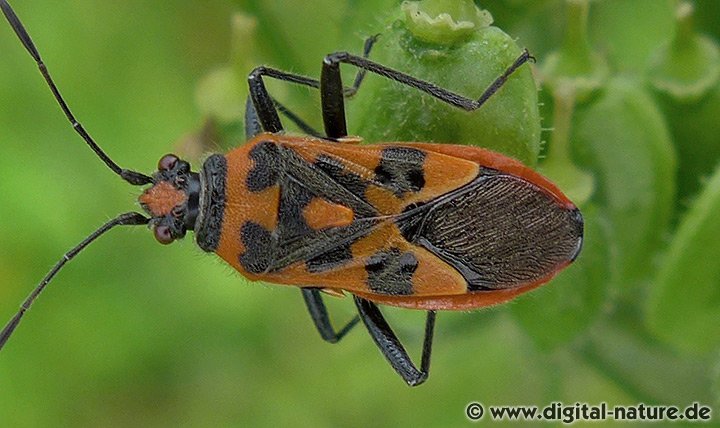 Zimtwanze Corizus hyoscyami