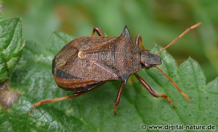 Zweizähnige Dornwanze